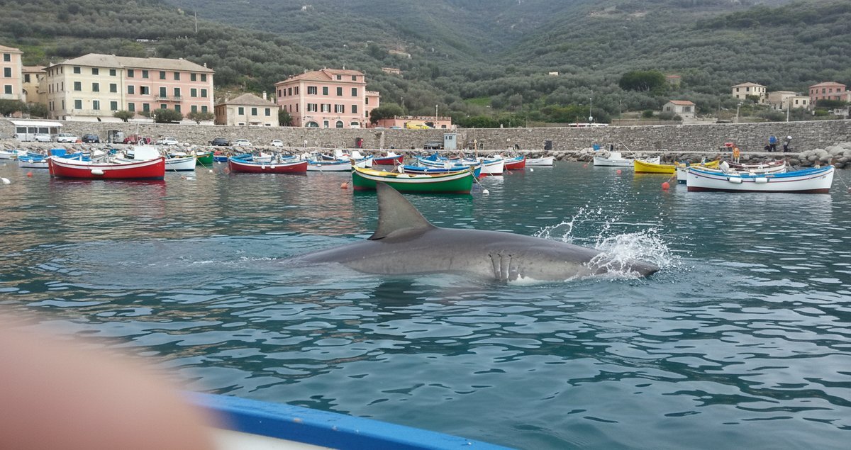 squalo-bianco-750-kg-contender-sorveglianza-coste-americane