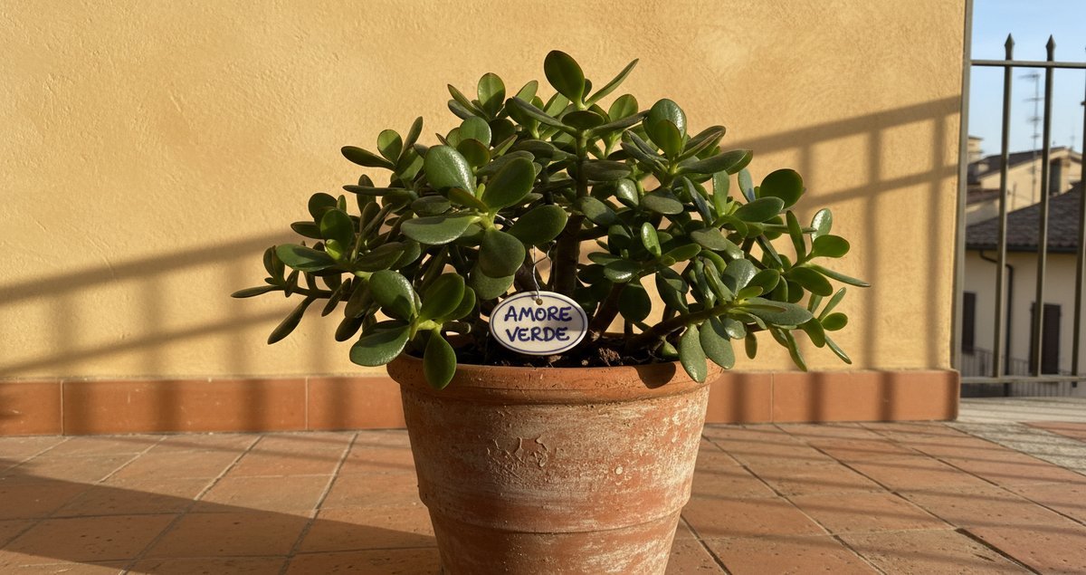 metti-la-tua-pianta-di-giada-in-questo-punto-preciso-trucco-feng-shui-ricchezza-armonia-felicita