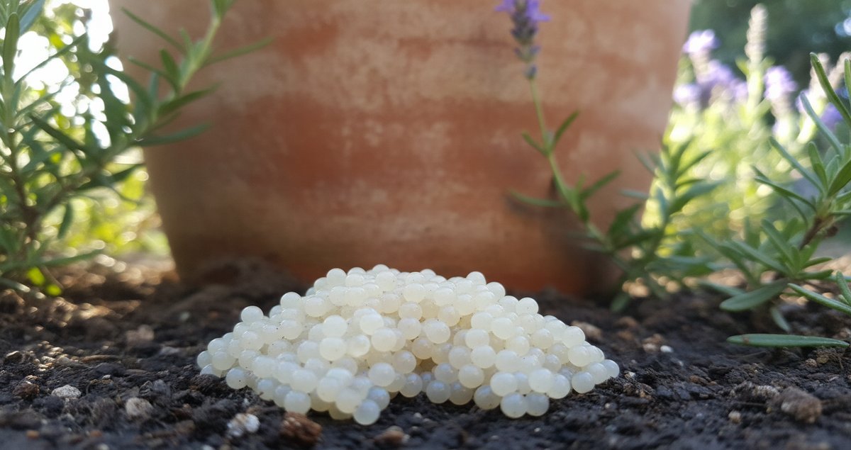 queste-uova-provengono-da-una-specie-vietata-in-europa-chiama-autorita