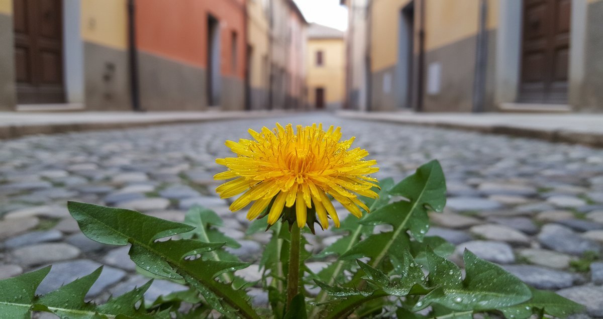 non-solo-un-erbaccia-tarassaco-sorprendente