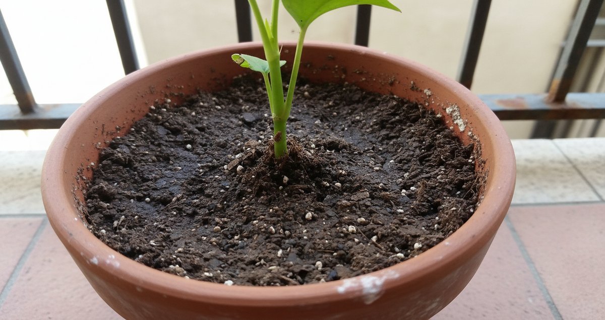 plant-gnats-gone-for-good-rimedio-naturale-contro-gnafidi