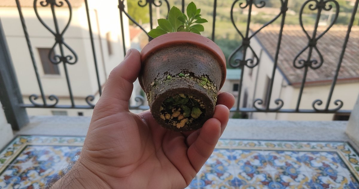 trucco-spugna-fioriera-sponge-in-the-pot-trick